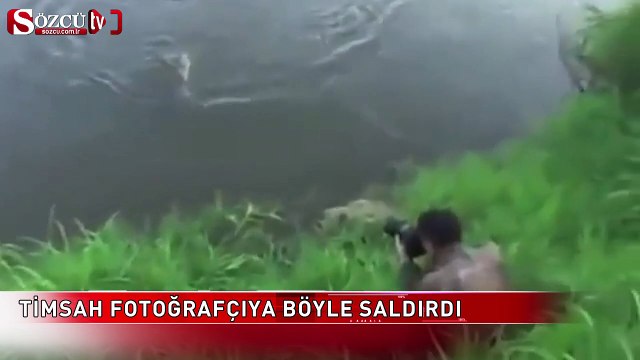 Timsah fotoğrafçıya böyle saldırdı