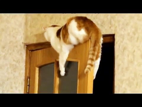 Cute Cat stranded on the door - Кот застрял на двери !