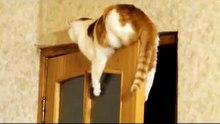 Cute Cat stranded  on the door - Кот застрял на двери !