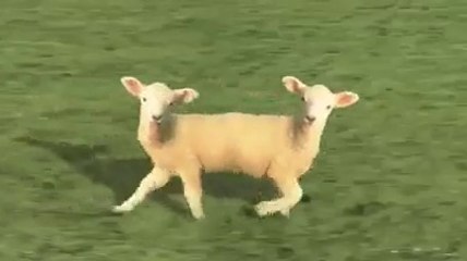 Amazing Animal !!! Superb