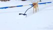 Adorable dog shoveling snow on hockey rink