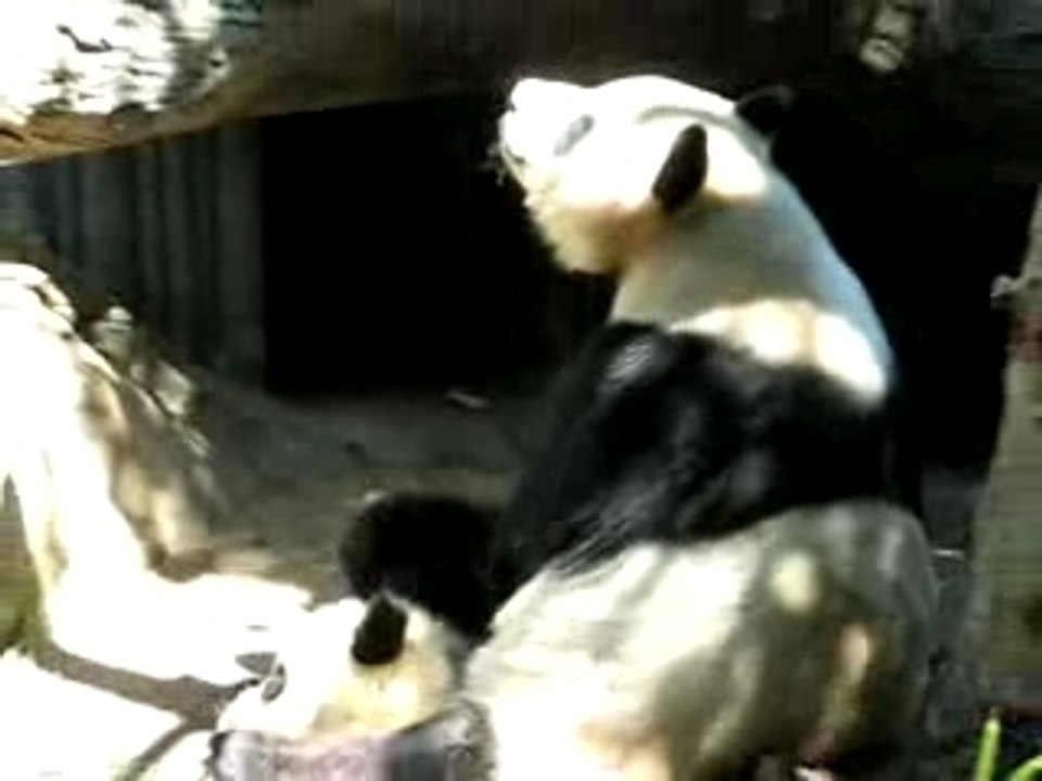 Panda Life Lessons