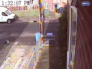 Un homme tabasse son chien en pleine rue