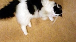 kissu- Our beautiful cat