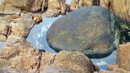 L'incroyable attaque d'un crabe par une pieuvre !