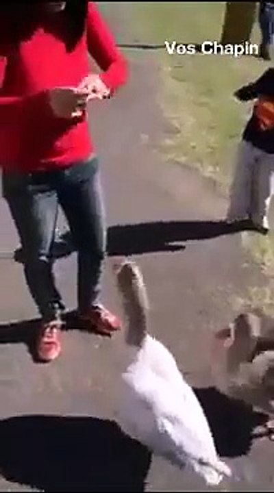 oopppssss____what duck doing with Girl......HAhahahahha.....Lolzxxx