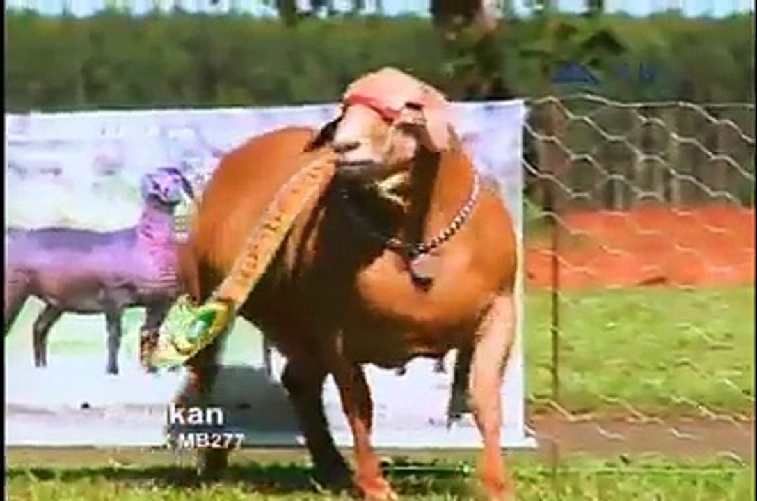 Check out the goat