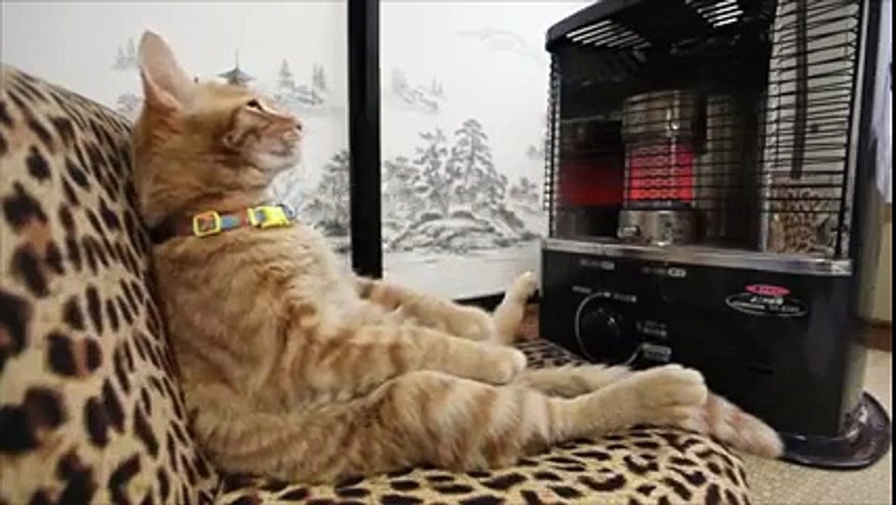 What do you do on a cold day ... You rest !