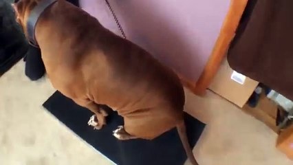 Youtube: conoce a 'Hulk' ...¡el pitbull más grande del mundo! (VIDEO)