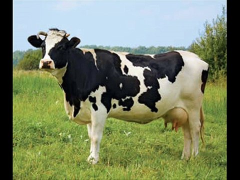 Wanda formulas Milking livestock by Dr.Ashraf Sahibzada