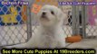 Bichon Frise, Puppies For Sale, In, Richmond, Virginia, West, VA, Newport, County, Alexandria, 19Bre