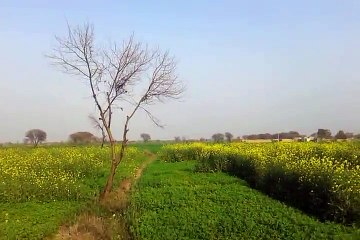 Beatifull Seen Of Village
