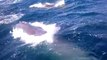 Curious Whale Swims Right Up to Family's Boat
