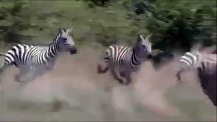 Zebra Kicked Hard to the Lion and Escaped - Video Dailymotion