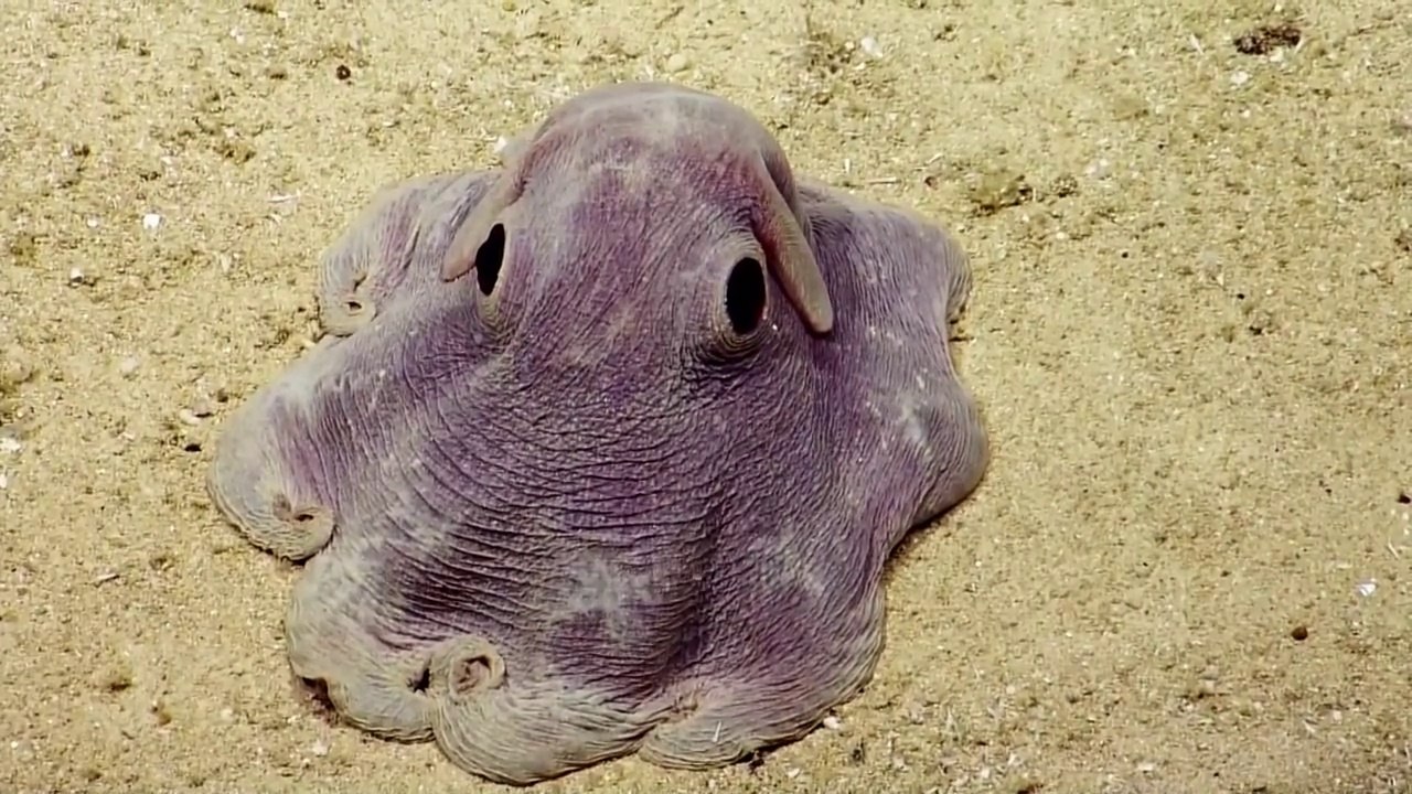 GRIMPOTEUTHIS (RARE)