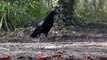 Crow, Squirrel, Coal Tit, Nuthatch and Chaffinch - Sharing the Bird Seed