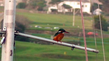 Kingfisher Fishing at Hayle Harbour