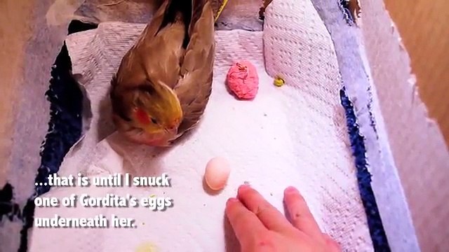 Les 30 premiers jours de bébés Calopsittes