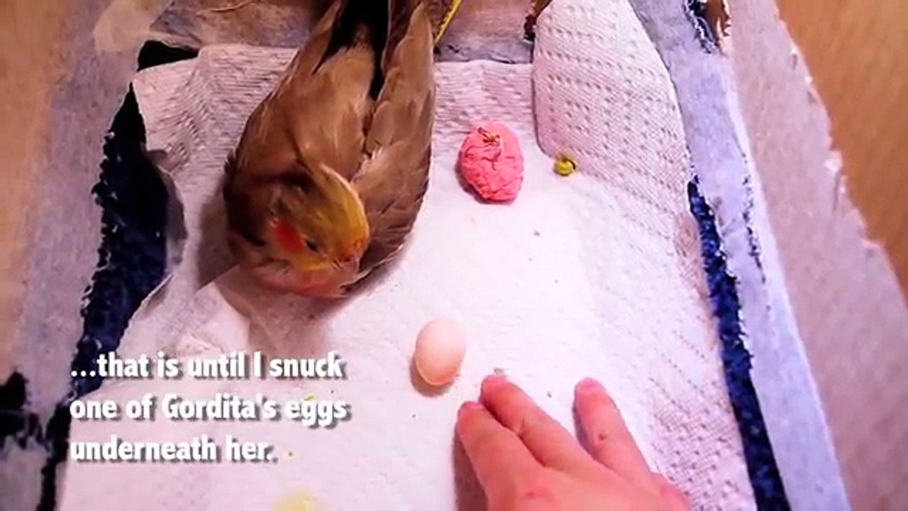 Les 30 premiers jours de bébés Calopsittes