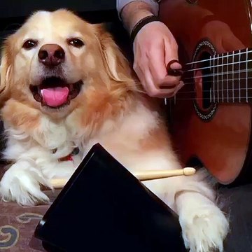 Un chien joue de la musique avec son maître