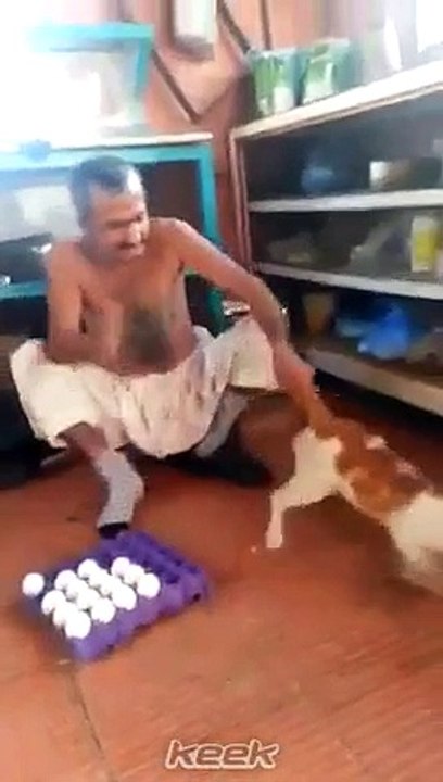 cat is catching while eating eggs ..hahah