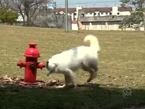 A Vingança Do Hidrante