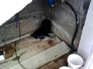 мали штенићи