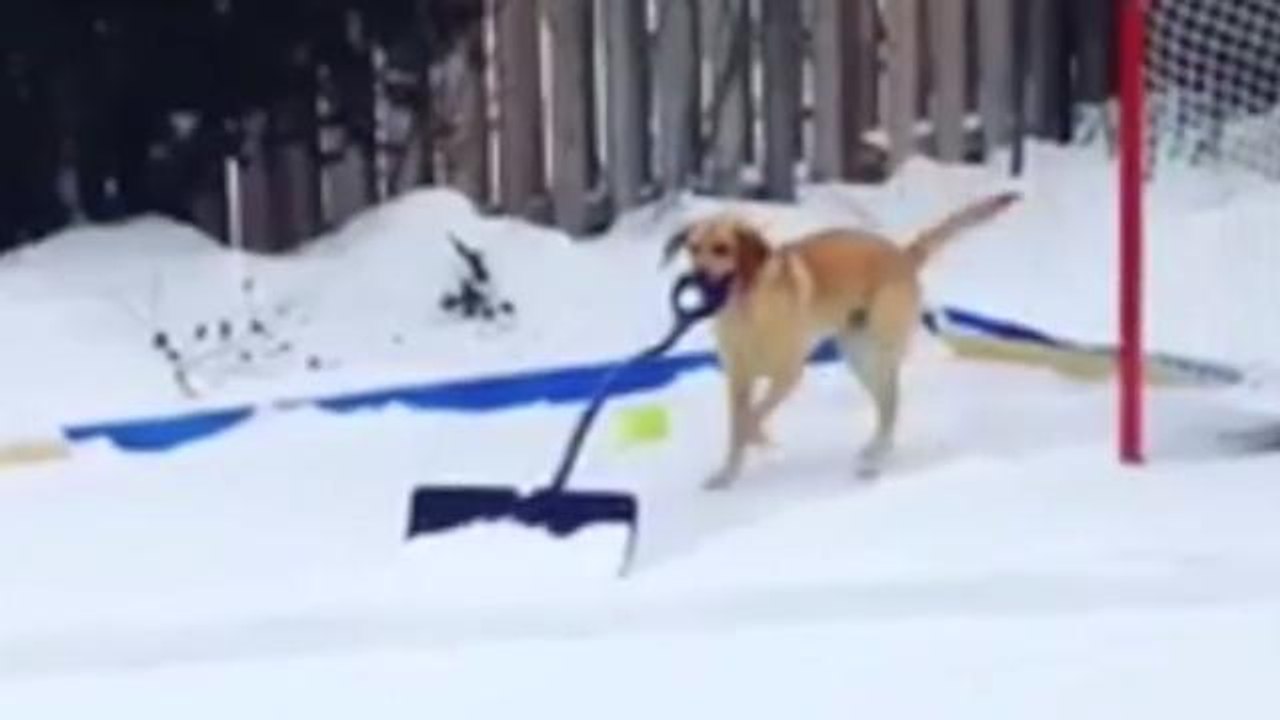 Hockey-Loving Dog Shovels Family's Backyard Ice Rink