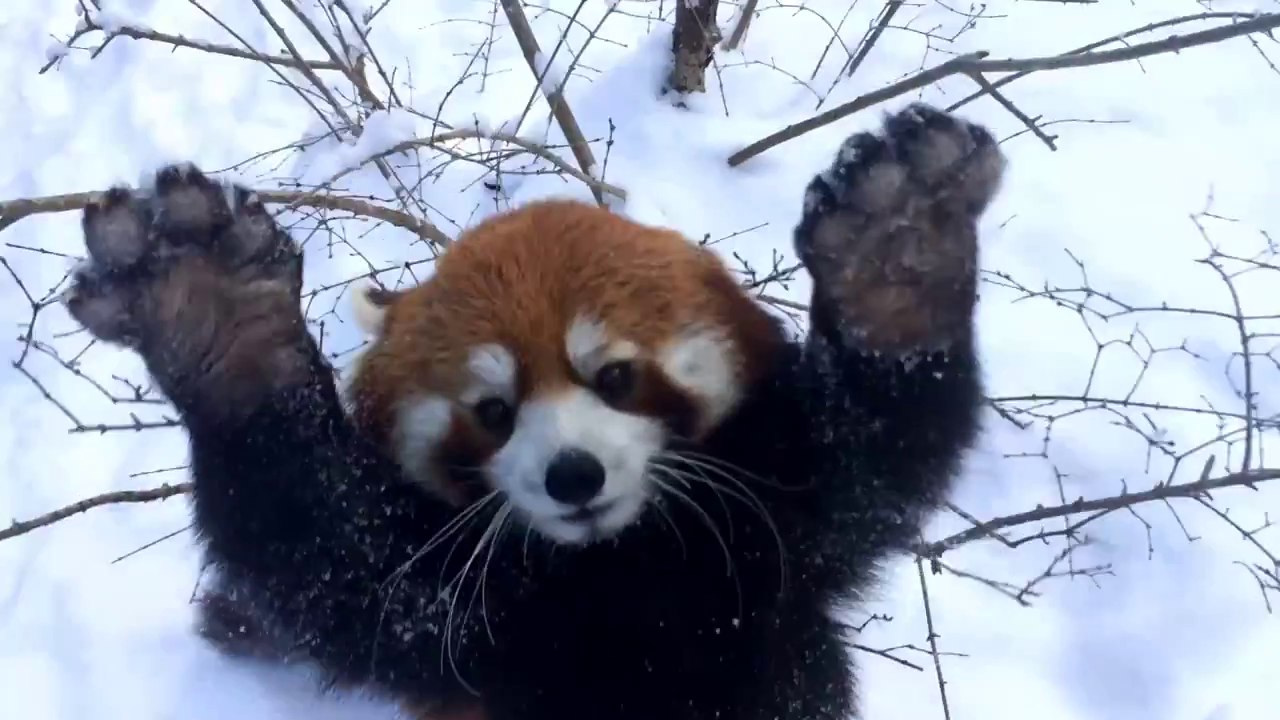 Des pandas roux jouent dans la neige