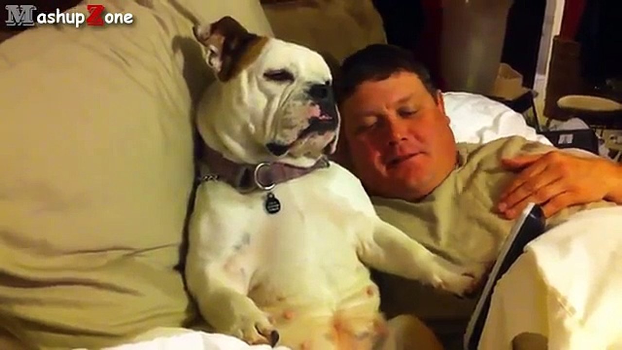 New Funny Bulldog Videos Compilation 2014