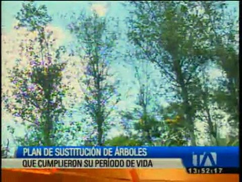 Plan de sustitución de árboles se cumple en Quito