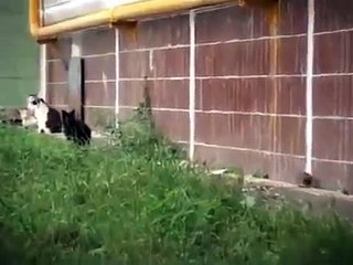 Rat vs Pack of Cats - Крыса против Котов - Прикол !