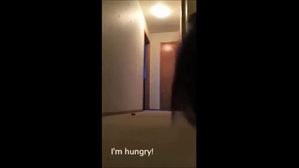 Cockatoo plays hide and seek