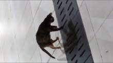 Cat Catches Mouse from Manhole - Кот ловит Мышку !