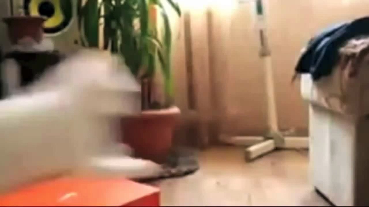 Funniest New Cats Compilation