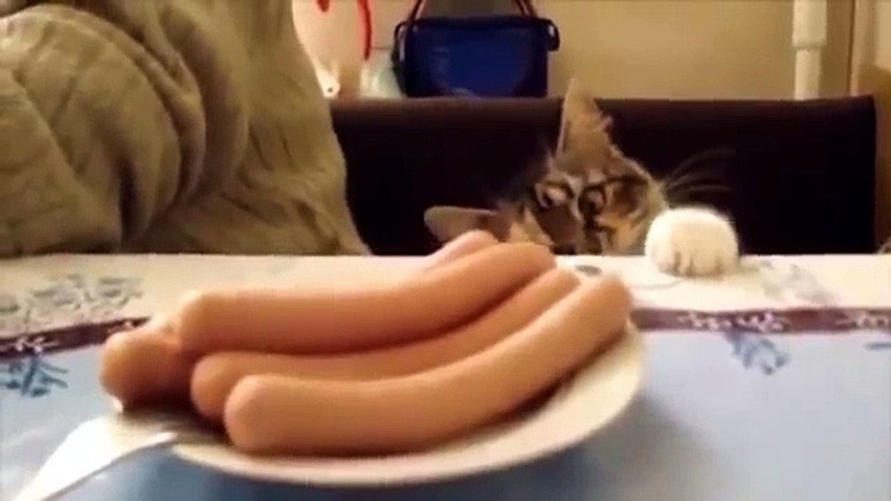 Cats Epic Funny Compilation NEW