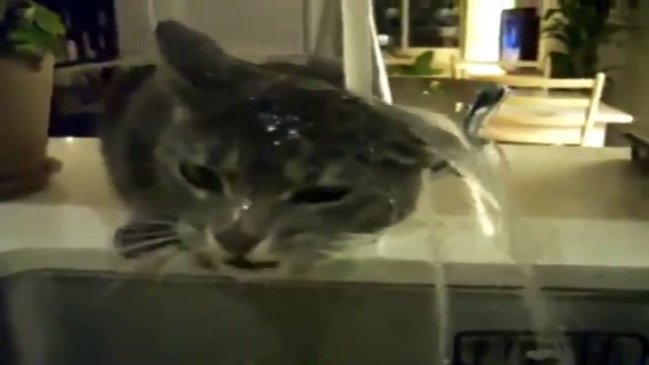Two Funny Cats Playing With Water