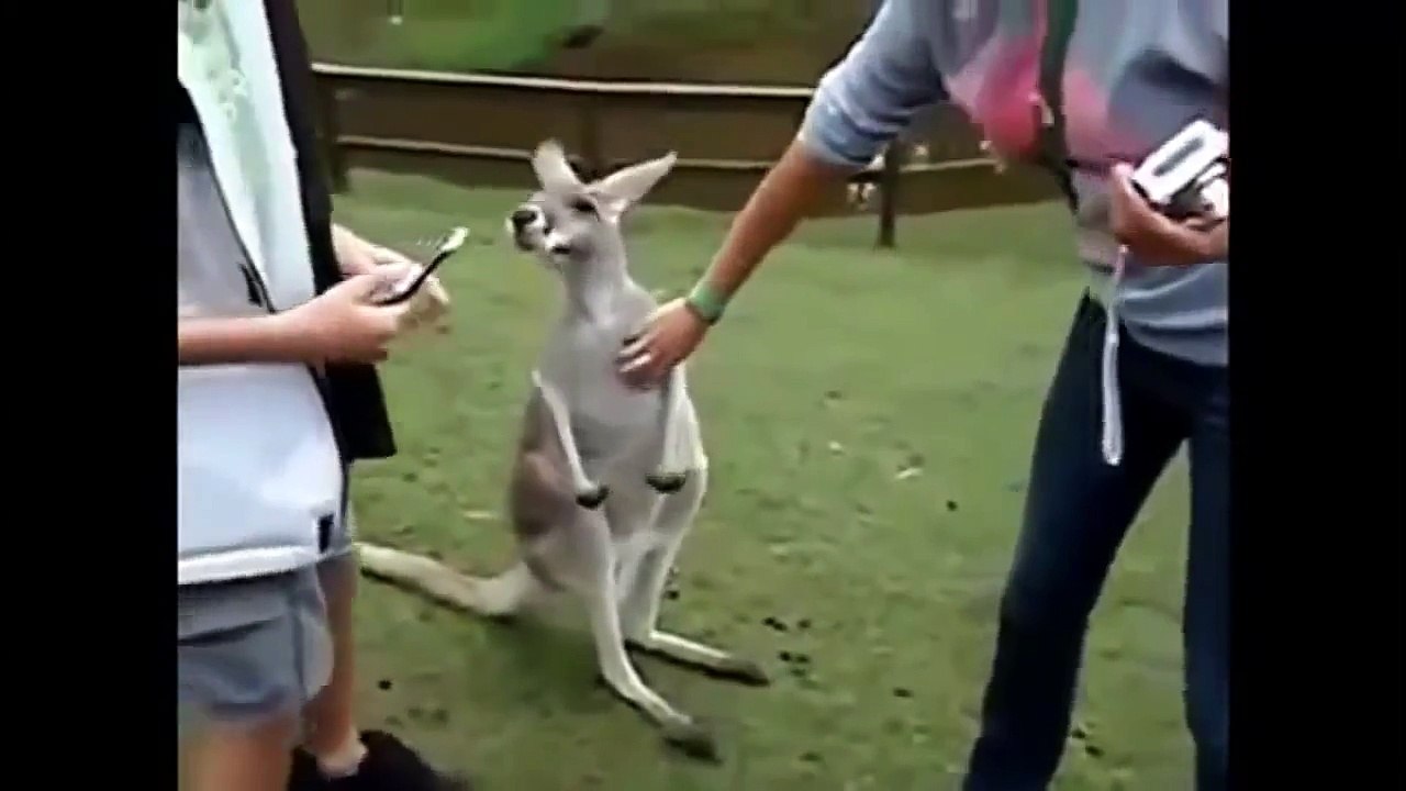 Funny Animal Attacks Amusing Compilation 2014