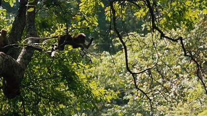 Monkey Kingdom Official Trailer 1 (2015) - Disneynature Documentary HD