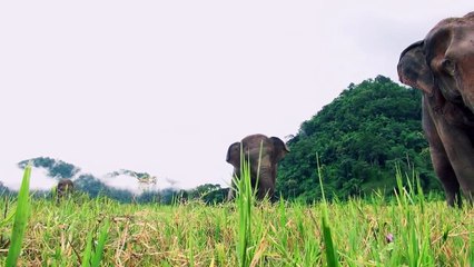 Elephant Nature Park and Navann's herd
