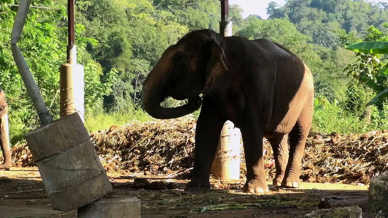Pamper a pachyderm