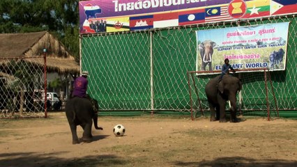 Think like an elephant by Tom Oliver