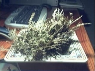 Rose de Jéricho (Selaginella)