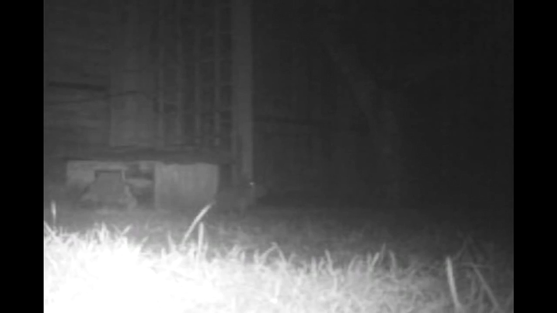 ⁣Hedgehog mum moving her babies