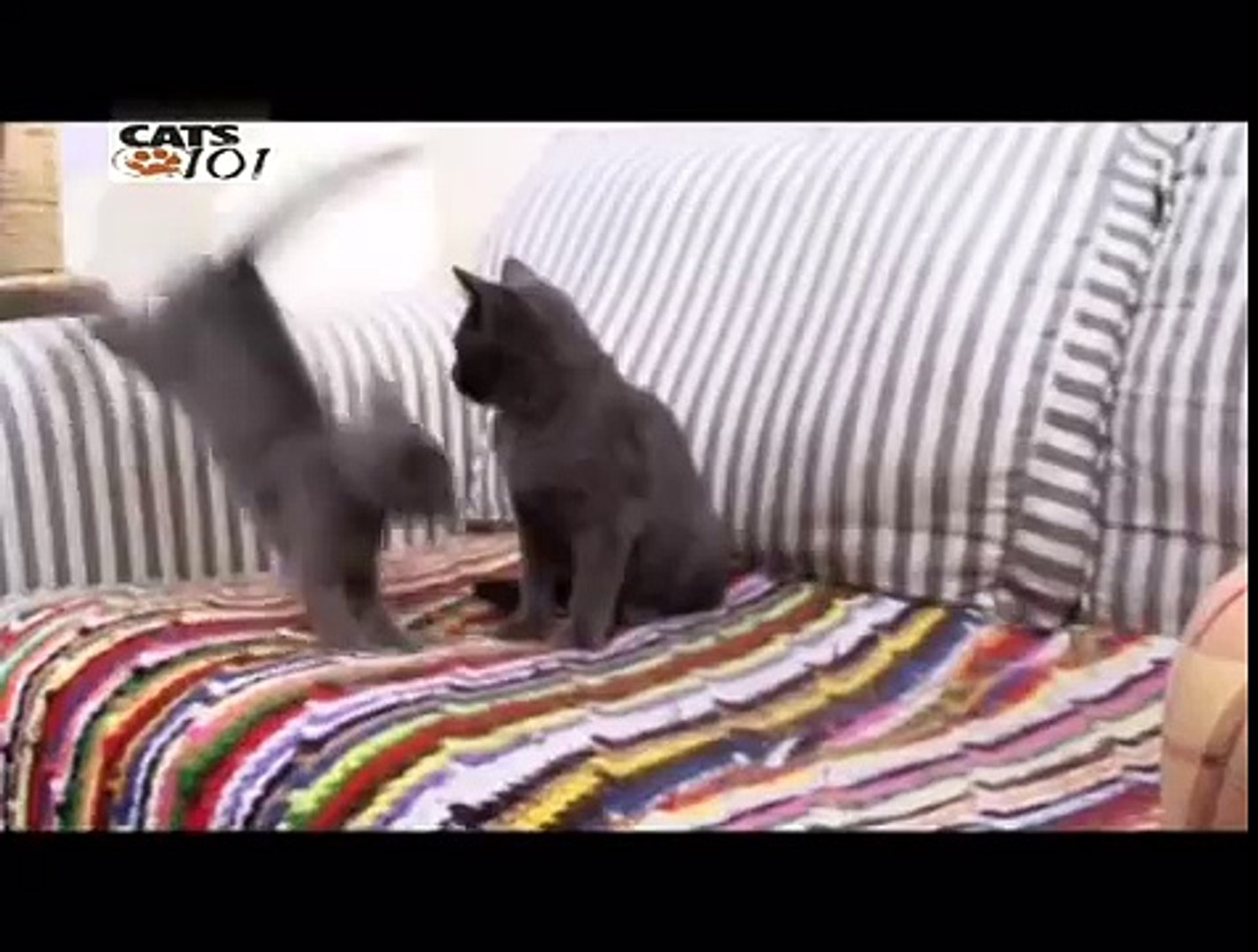 russian blue cats 101