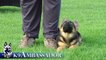 Puppy Training - Positive Method - 3 months old German Shepherd Dog / K9 Ambassador
