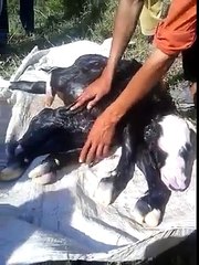 اللہ کی قدرت دیکهیں