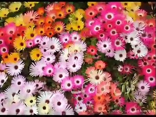 sunu ahy chand c larki v great poem