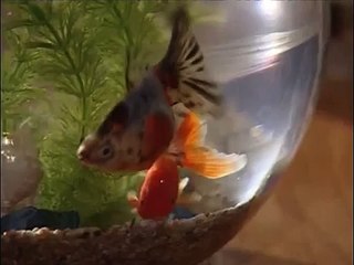 분당키스방에게 Bamwar닷Net 입사실사 2923