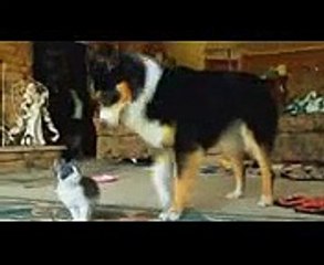 Funny - funny videos of people getting scared, that make you laugh so hard you cry